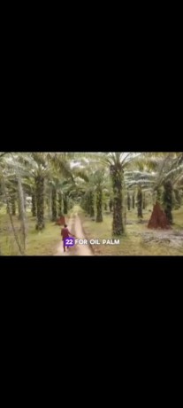 palm-oil-and-rubber-plantations-for-sale-big-1