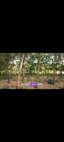 palm-oil-and-rubber-plantations-for-sale-big-0