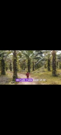 palm-oil-and-rubber-plantations-for-sale-big-2